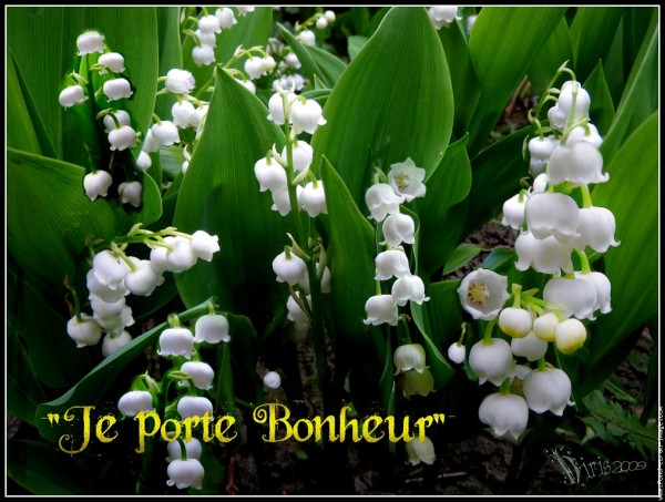 Muguet Je Porte Bonheur