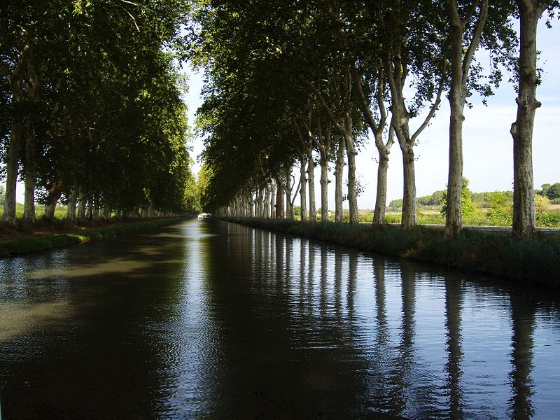 800pxPlatanes_du_Canal_du_Midi foto Honmico El Hexágono — free download